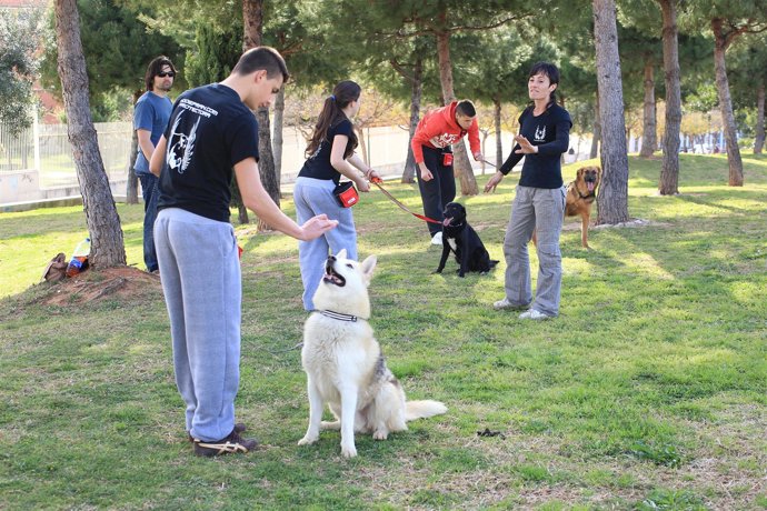 Menores Infractores Con Perros Abandonados