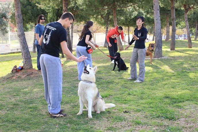 Menores Infractores Con Perros Abandonados