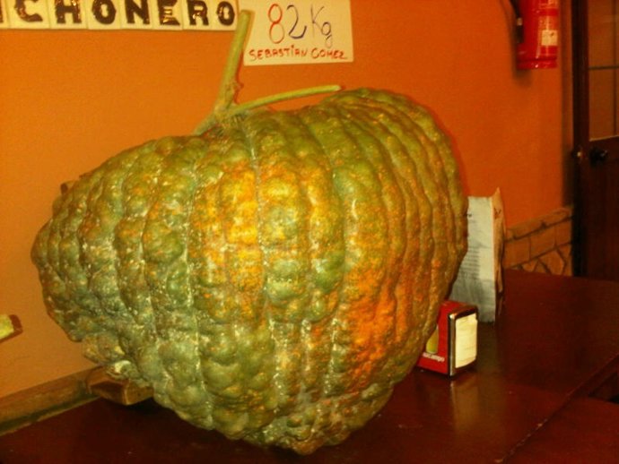 El Ejemplar De Calabaza De 82 Kilos