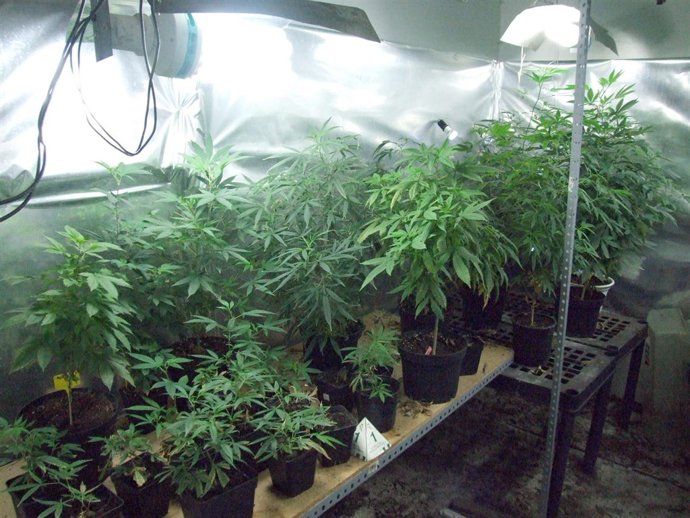 Marihuana Incautada En Una Vivienda De Estella.
