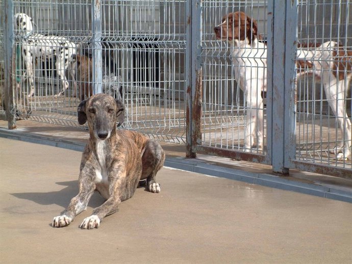 Una Imagen De La Perrera Provincial