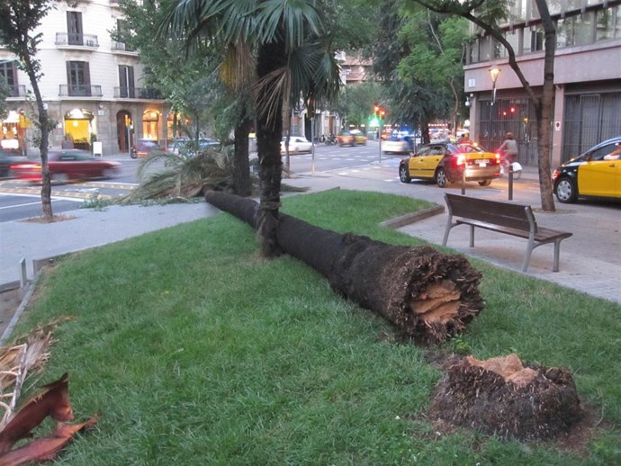 Las Fuertes Tormentas Dejan Numerosos Árboles Caídos