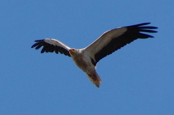 Ejemplar De Alimoche