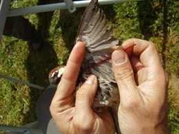 La Malaria Juega Un Papel Decisivo En La Invasión De Especies 