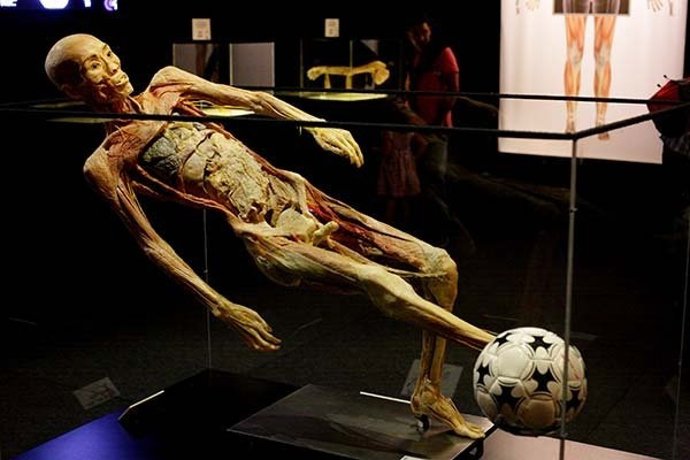 Exposción Human Bodies