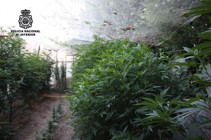 Plantación De Marihuana En Miralcamp (Lleida)