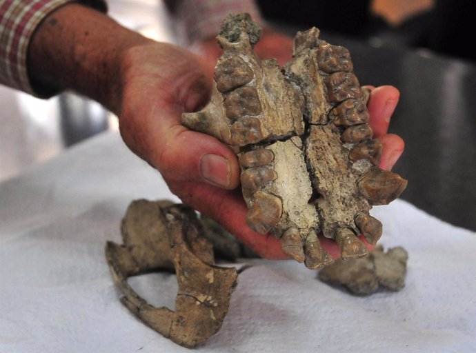 Cráneo Fósil De Simio