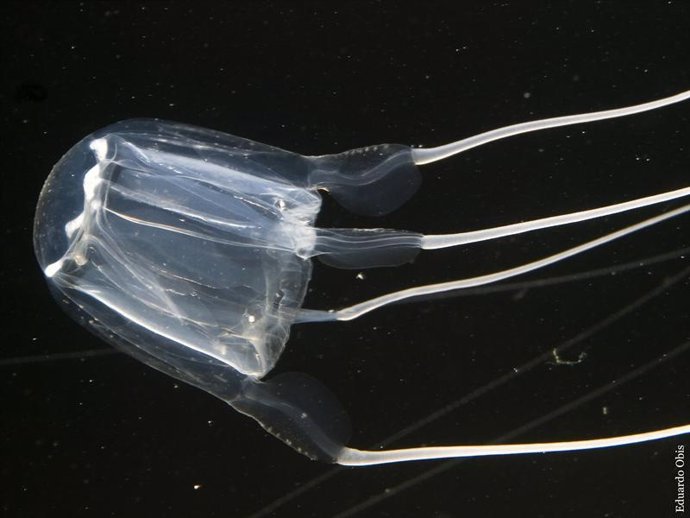 Imagen de una medusa