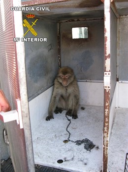 Macaca Intervenida En El Puerto De Almería