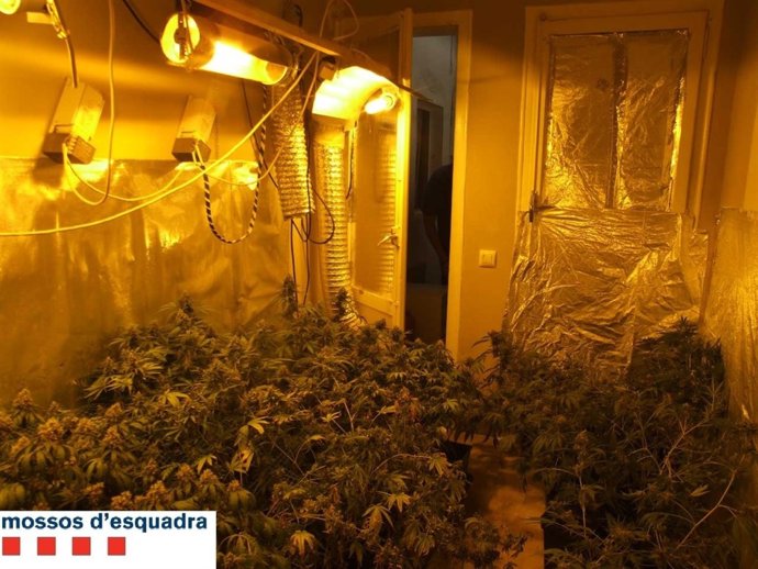 Plantación De Marihuana