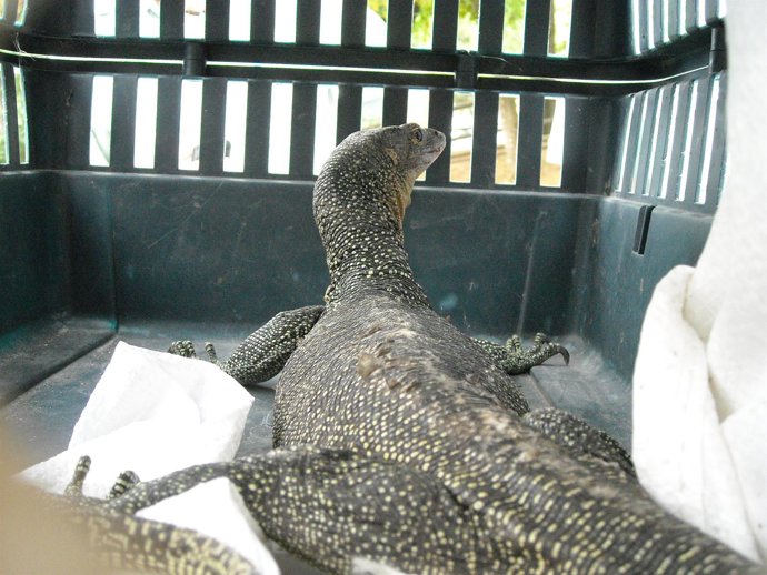 Un Varano Capturado En Llagostera