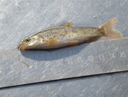 Barbo de montaña, pez en el Besós