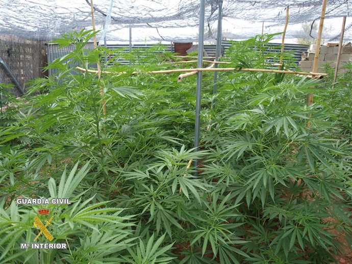 Imagen De Las Plantas Incautadas