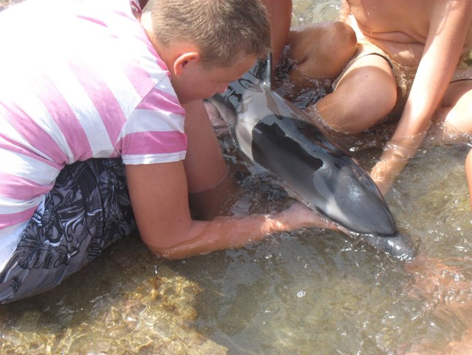 Cría De Delfín Rescatada En La Orilla De Costa Calma