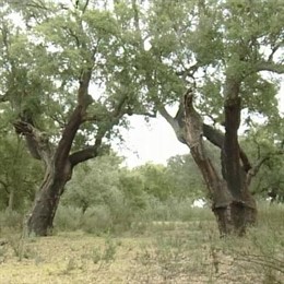 Parque natural de Cornalvo