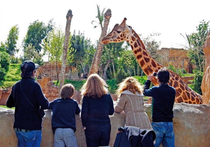 Una Familia Observa A Las Jirafas En El Bioparc De Valencia.
