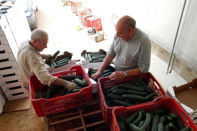 Productores De Pepino Catalanes