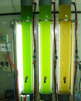 Fotobiorreactores Para El Cultivo De Microalgas 