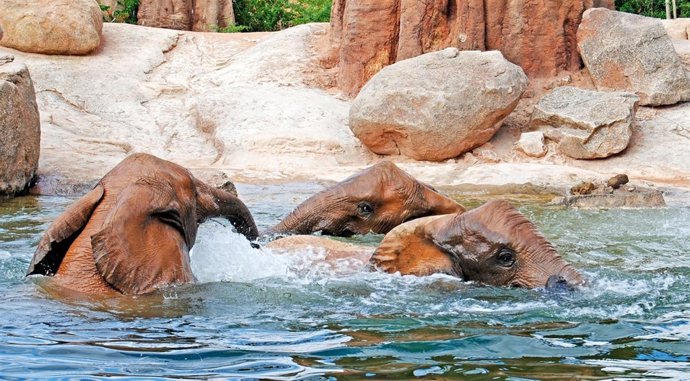 Elefantes Disfrutando De Un Baño En Bioparc