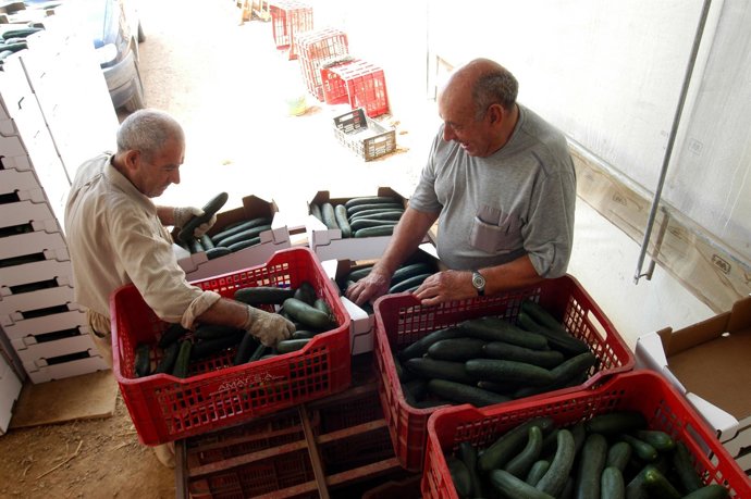 Productores De Pepino Catalanes