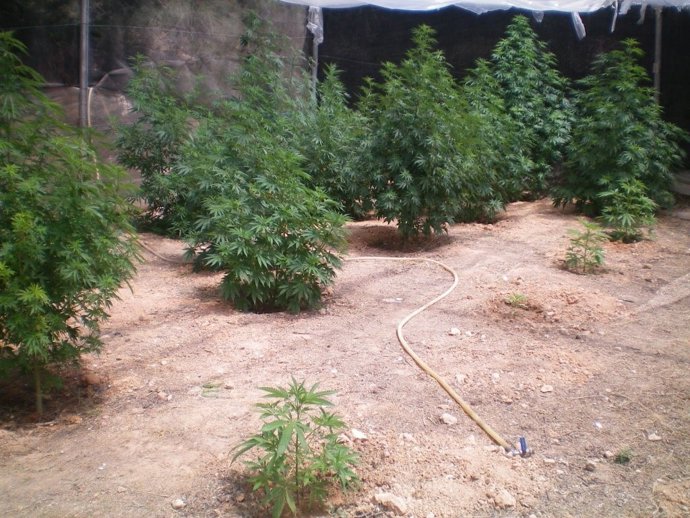 Imagen Del Campo De Cultivo De Cannabis