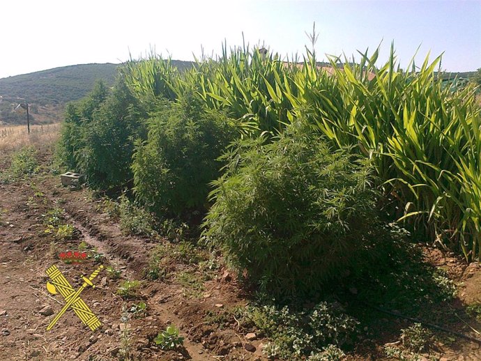 Plantas De Marihuana Incautadas Por La Guardia Civil En Córdoba