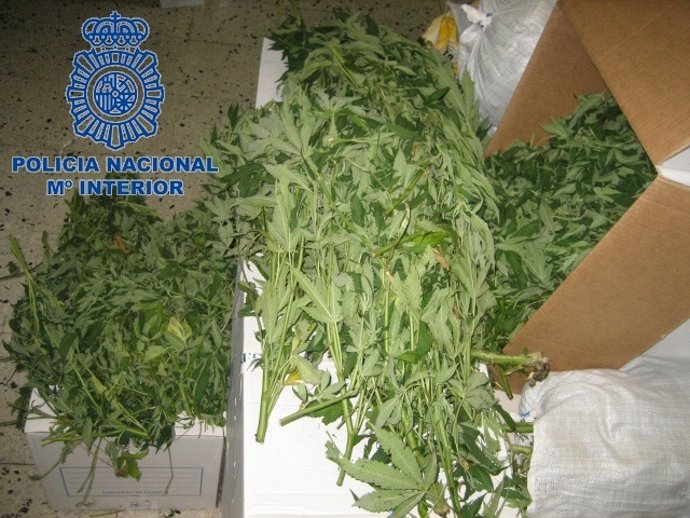 Plantas De Marihuana Intervenidas En Rótova