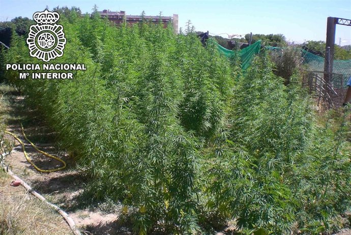 Plantación De Marihuana