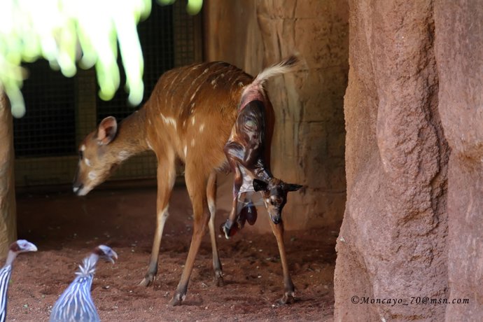Nacimiento De Una Cría De Sitatunga