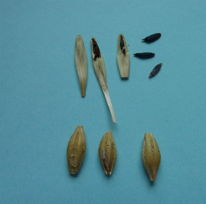 Granos De Cebada Afectados Por La Anguina Tritici