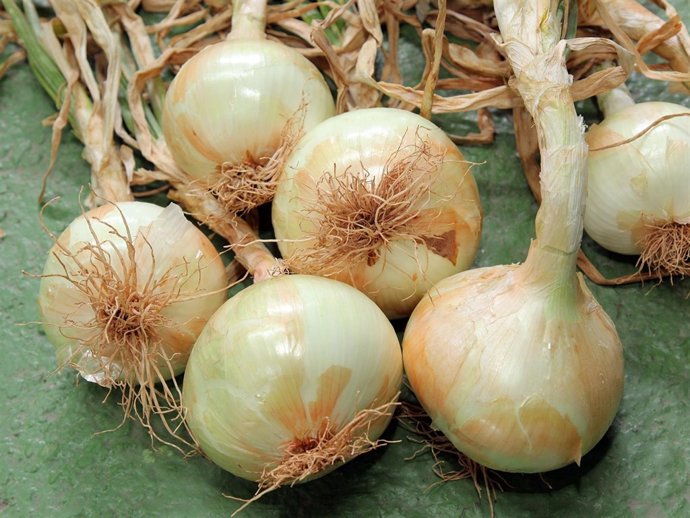 Cebollas De Fuentes De Ebro