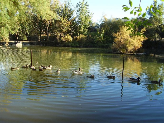 anátidas, patos