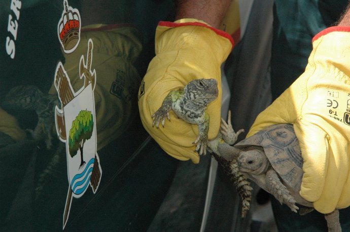 Animales Intervenidos