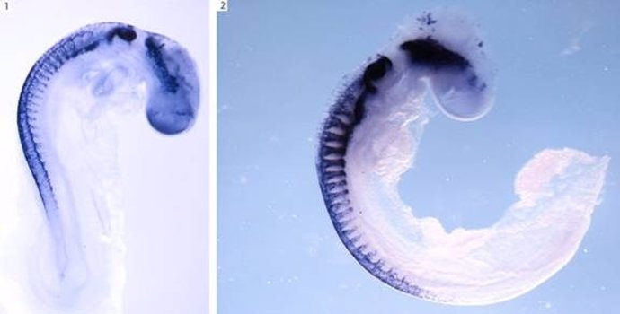 Dos Embriones De Pollo Durante El Desarrollo Embrionario. En Morado Destacan Las