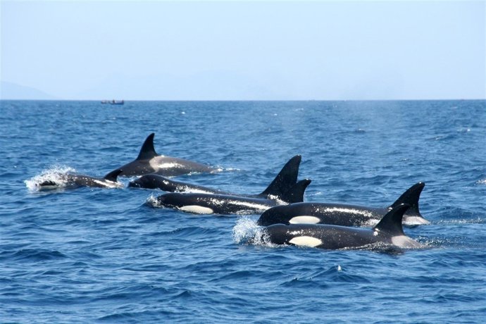 Orcas