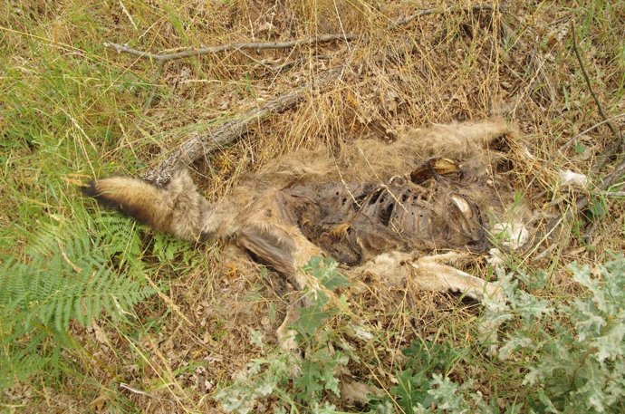 Resto De Uno De Los Lobos Decapitados