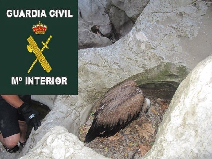 Buitre Leonado Hallado Por La Guardia Civil