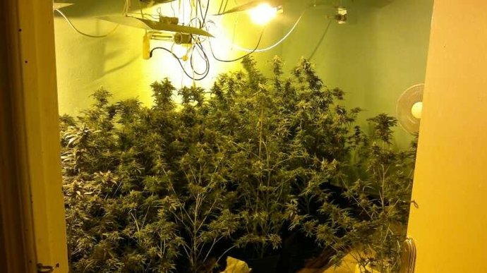 Plantas De Marihuana Decomisadas