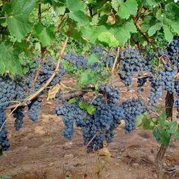 TINTO VENDIMIA TOLEDO UVAS RECURSOS