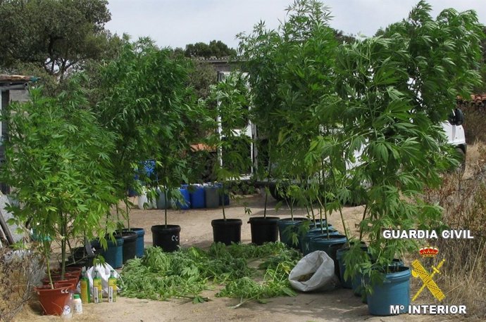 Plantación De Marihuana Incautada En Almeida De Sayago 