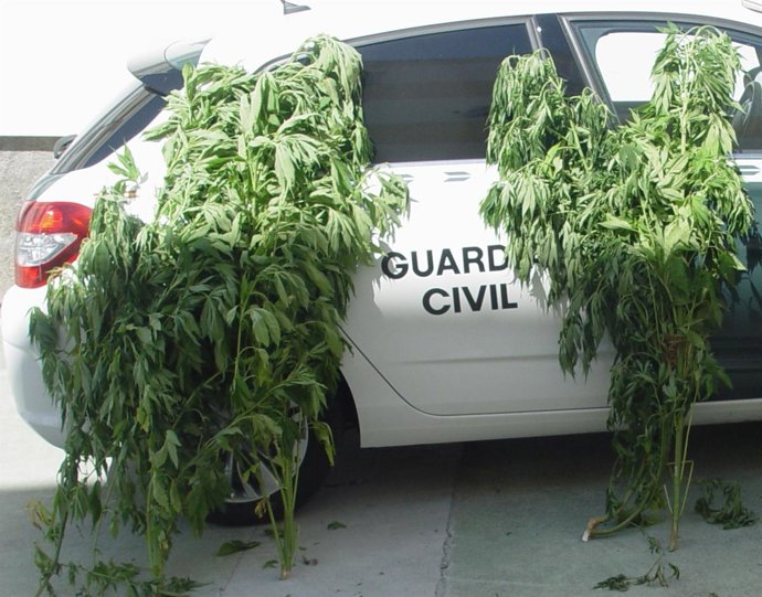 Marihuana incautada a una vecina de Dumbría (A Coruña)