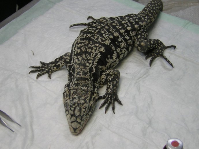 Lagarto Argentino ('Tupinambis Merianae')  Capturado Por Los Agentes Rurales