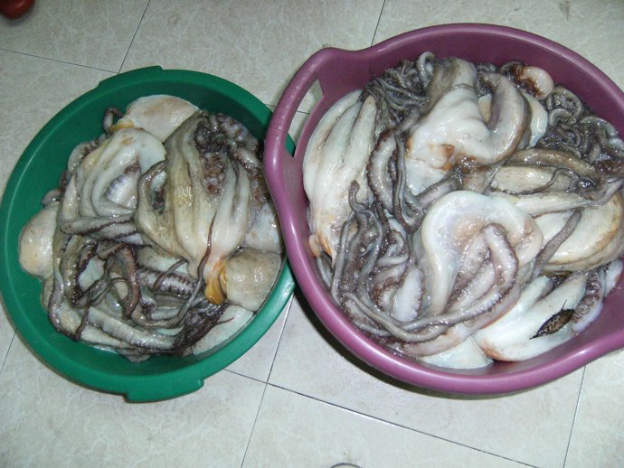 Pulpo Inmaduro