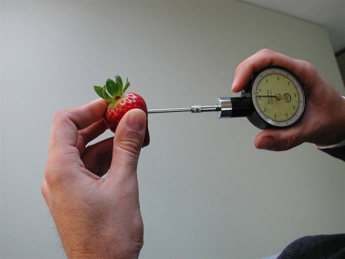 Proyecto Del Ifapa Para La Obtención De Nuevas Variedades De Fresa