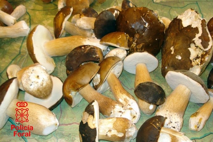 Parte De Los Hongos Incautados Por La Policía Foral.