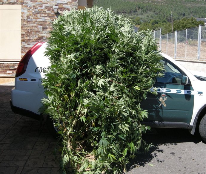 Marihuana Incautada En Ribas de Sil (Lugo).