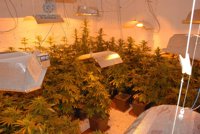 Detienen a dos personas y desmantelan un invernadero de marihuana en un chalé de Alhaurín de la Torre