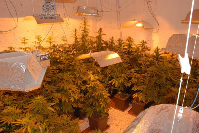 Plantación De Marihuana Desmantelada Por La Policía Nacional 