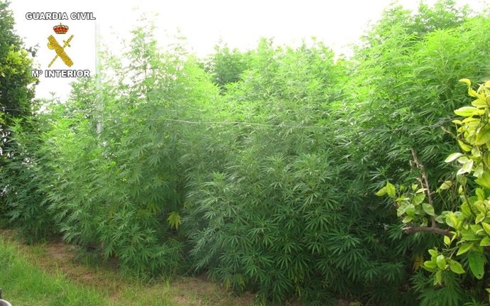 Plantación Desmantelada