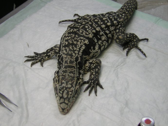 Lagarto Argentino ('Tupinambis Merianae')  Capturado Por Los Agentes Rurales